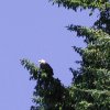 Bald Eagle along the Hiking along the Sand point trail