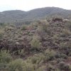 Wild Burro near the Little pan loop trail