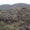 Wild Burro near the Little pan loop trail