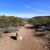 Along the Second water trail in the Superstion wilderness