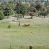 Cowboy and Cattle along the Oak trail