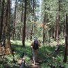 Hiker on the Widforss trail