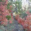 Fall colors on the Pine Mountain trail