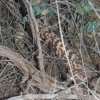 Gila Monster at Red Creek