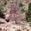 neat tree in redbud pass