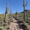 Gateway loop trail - McDowell Mountain preserve