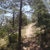 Browns Peak trail