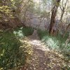 Fall colors along the Westfork trail