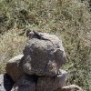 Lizard along the Quartz peak trail