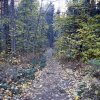 Fall colors along the Westfork trail