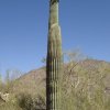 Blooming Saguaro along the Tabletop mountain trail