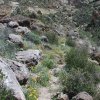 along the Picketpost mountain trail