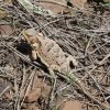 Horned toad along the Blue Ridge trail