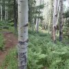 aspen on the Kachina trail