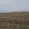 Ridgebacks give chase to a Pronghorn along the Railroad grade trail