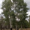 Aspen along the Willow springs lake bike trail