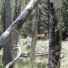 Elk spotted at Kendrick mountain (along the Pumpkin trail)