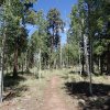 Weestfork of the Little Colorado trail