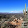 Saguaro along the Romero pools trail