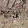 shy mule deer on the trail to Ribbon Falls