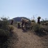 Cholla along Union peak (Phoenix sonoran preserve)
