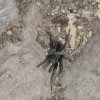 Tarantula on the Superstition Ridgeline trail