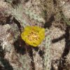 Cactus flower along the trail to Tom&#039;s Thumb