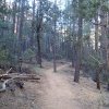 Through the Pine forest in Boynton canyon