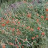 Desert wildflowers