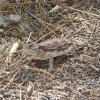 Horned toad along the Smith Ravine trail