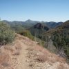 Along the Thicket spring mine trail