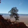 Lone tree guards the Vermillion cliffs