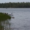 An Egret on the shores of Willow Springs lake