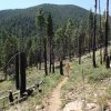 Hiking on the Little Bear trail