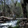 Fossil Springs