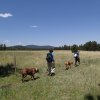 Dogs and hikers on the west fork - little Colorado trail