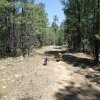 Two happy dogs along the Willow Springs Lake trail