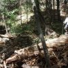 Creek crossing on the East Webber Creek trail