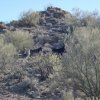 Wild Burros on the Walkin&#039; Jim trail