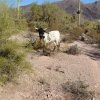 Grazing cattle on the Cougar trail