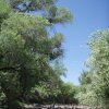 Hiking along Red creek