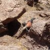 Chuckwalla on the Cholla trail