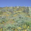 Desert wildflowers