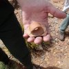 Ancestral Puebloan pottery shard