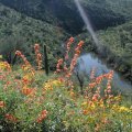 Wildflowers along the Pipeline canyon trail