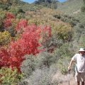 Fall colors along the trail to Thicket spring mine trail