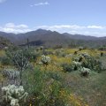 Elephant mountain loop trail (Spur Cross)