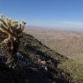 Cholla enjoys the views of the Radio tower trail