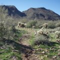 Trail to Garfias wash