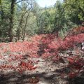 Fall color on the Pine mountain trail